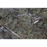 CAJA DE MUSGO FINLANDES PRESERVADO 400GR - Imagen 4