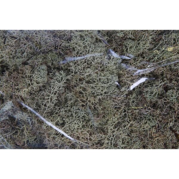 CAJA DE MUSGO FINLANDES PRESERVADO 400GR - Imagen 4