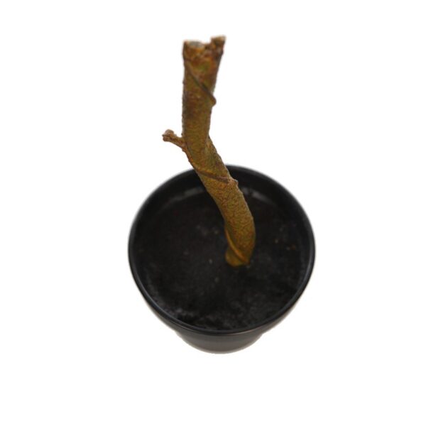 MACETA CON TRONCO ARTIFICIAL 28CM - Imagen 2