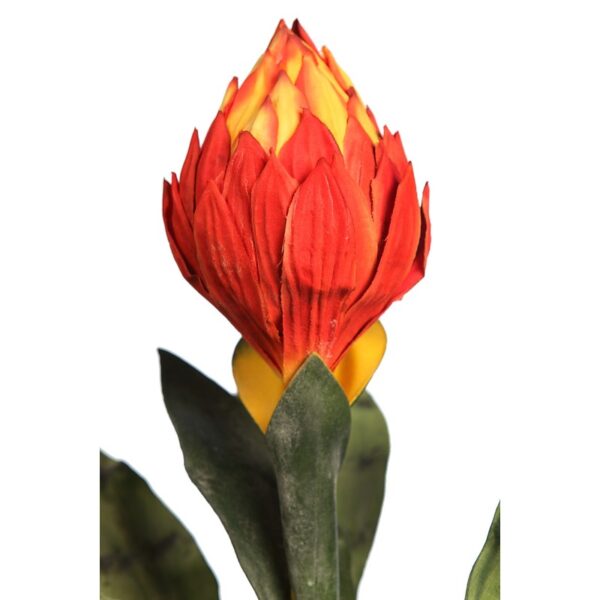 VARA DE PROTEA - Imagen 4