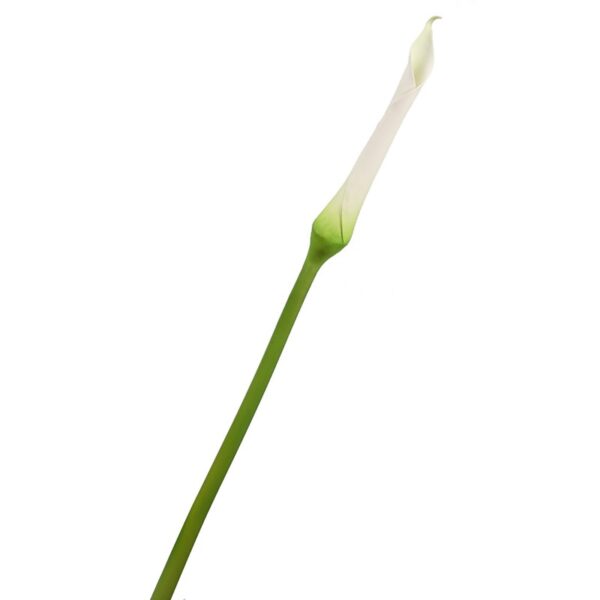 VARA CALA - Imagen 1