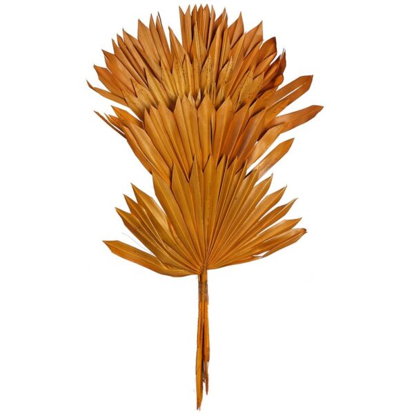 PALM SUN SPEAR X6  45CM - Imagen 1