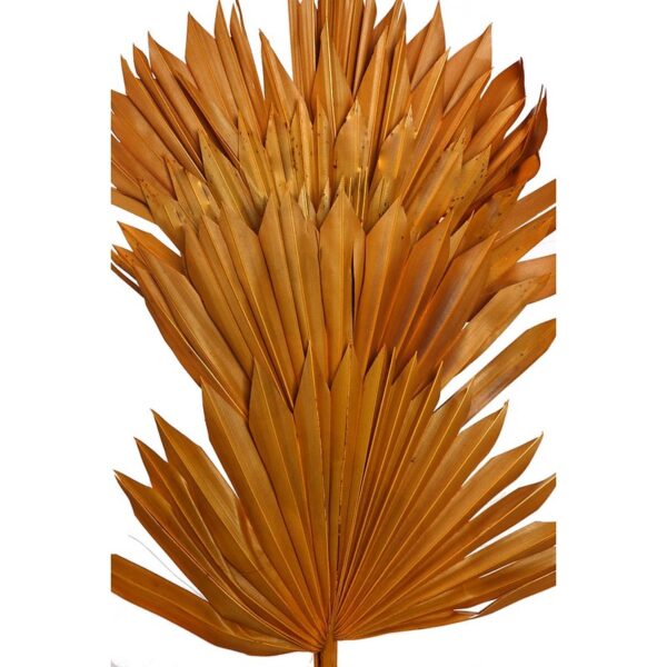 PALM SUN SPEAR X6  45CM - Imagen 2