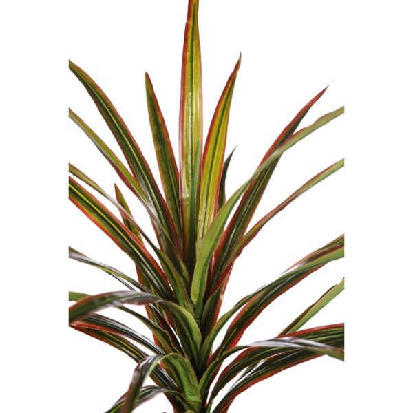PLANTA YUCCA 68CM - Imagen 2