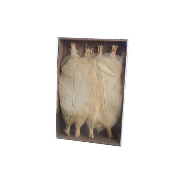 CAJA HOJAS ESQUELETOR 29CM - Imagen 1