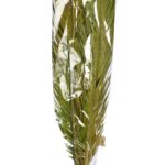 ATADO 6 HOJAS MEXICANA 175CM - Imagen 5