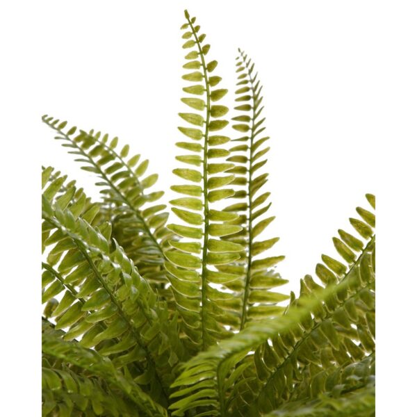 PLANTA DE HELECHO EN MACETA 45CM - Imagen 2