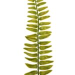 HOJA DE HELECHO 42 CM - Imagen 2