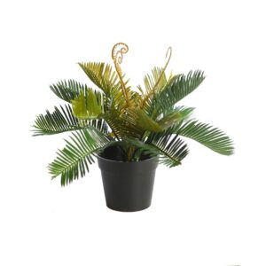 PLANTA CYCA EN MACETA