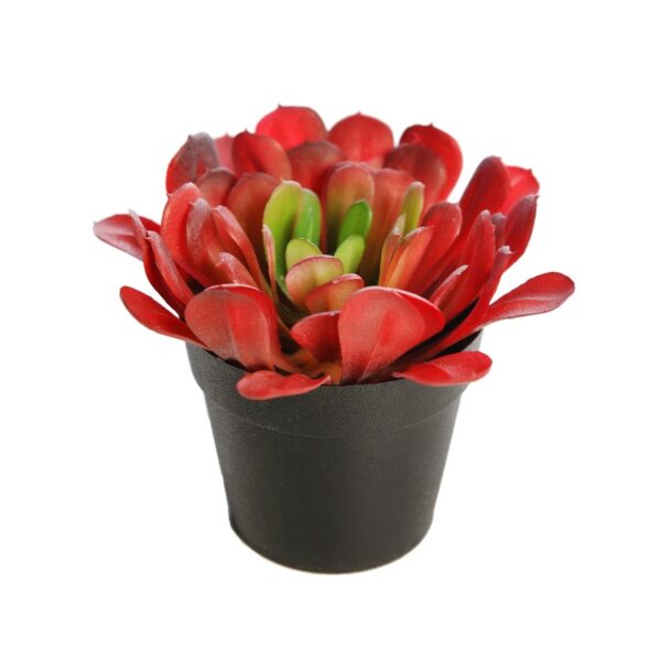 PLANTA CACTUS 18CM - Imagen 1