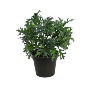 MATA RUCULA SILVESTRE CON MACETA 25CM