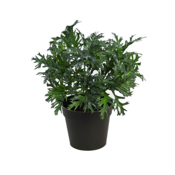 MATA RUCULA SILVESTRE CON MACETA 25CM - Imagen 1