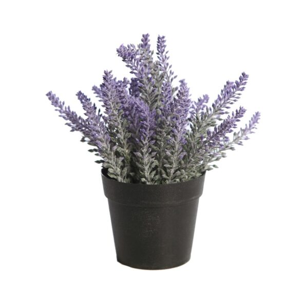 MATA LAVANDA EN MACETA 22CM - Imagen 1