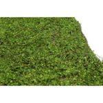 PLACA BOJO - Imagen 2