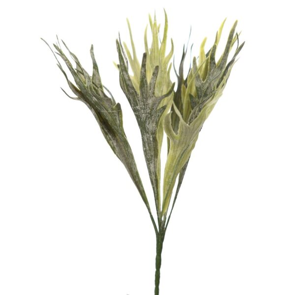 Y0165_0 PLANTA CUERNO DE ALCE 40 CM - Imagen 1