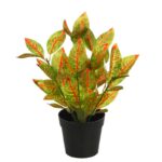 MATA CROTON EN MACETA