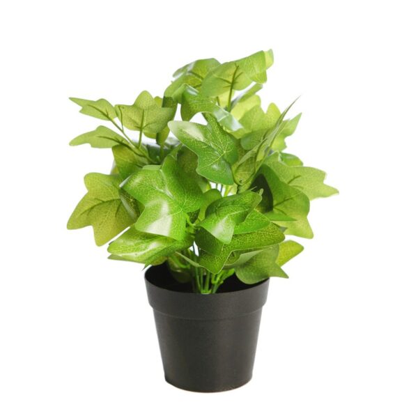 MATA HIEDRA EN MACETA - Imagen 1