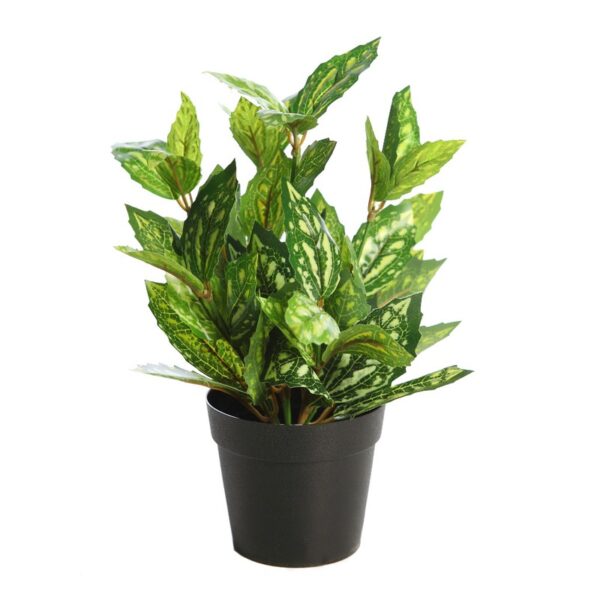 MATA TRADESCANTIA EN MACETA - Imagen 1