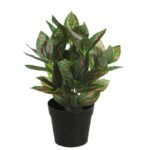 MATA TRADESCANTIA ROJA EN MACETA