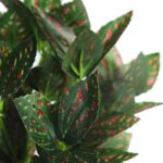 MATA TRADESCANTIA ROJA EN MACETA - Imagen 2