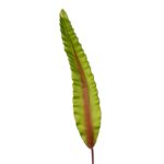 HOJA DE ASPLENIUM 91CM - Imagen 2