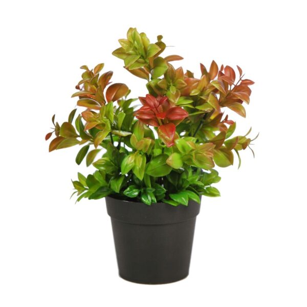 MATA DE EUCALIPTO EN MACETA 28 CM - Imagen 1