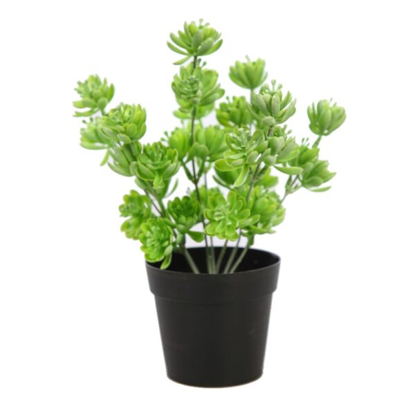 PLANTA CRASA EN MACETA 25CM - Imagen 1