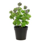 PLANTA CRASA EN MACETA 25CM - Imagen 2