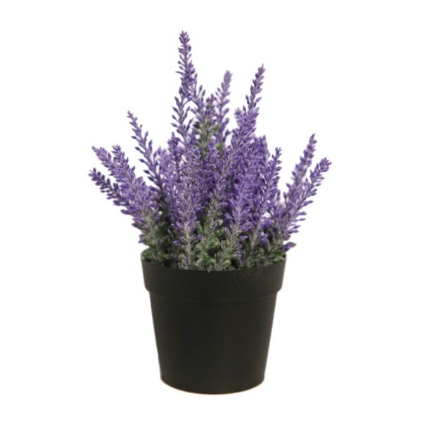 MATA DE LAVANDA EN MACETA 26 CM - Imagen 1