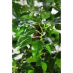 FICUS ARTIFICIAL ARBOL 145CM - Imagen 2