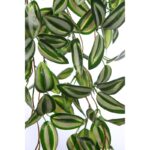 PLANTA COLGANTE TRADESCANTIA 50CM - Imagen 4
