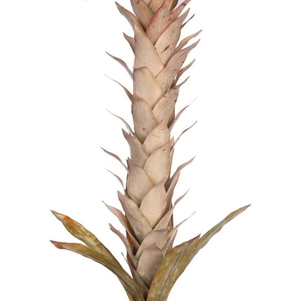 VARA GUZMANIA VINTAGE FOAM 124CM - Imagen 6