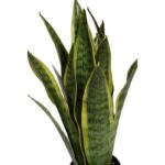 SANSEVIERIA EN MACETA ARTIFICIAL 62CM - Imagen 2