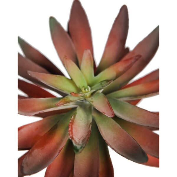 PLANTA CRASA ECHEVERIA HOOKERI ARTIFICIAL 17CM - Imagen 2
