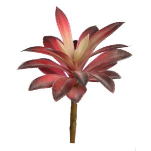 CRASA ECHEVERIA HOOKERI 12CM