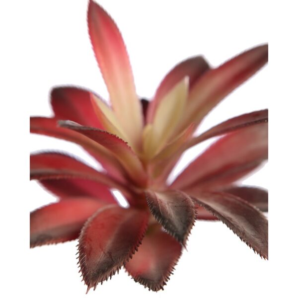 CRASA ECHEVERIA HOOKERI 12CM - Imagen 2