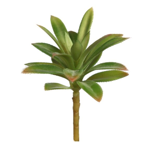 CRASA ECHEVERIA HOOKERI 12CM - Imagen 3