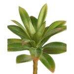 CRASA ECHEVERIA HOOKERI 12CM - Imagen 4