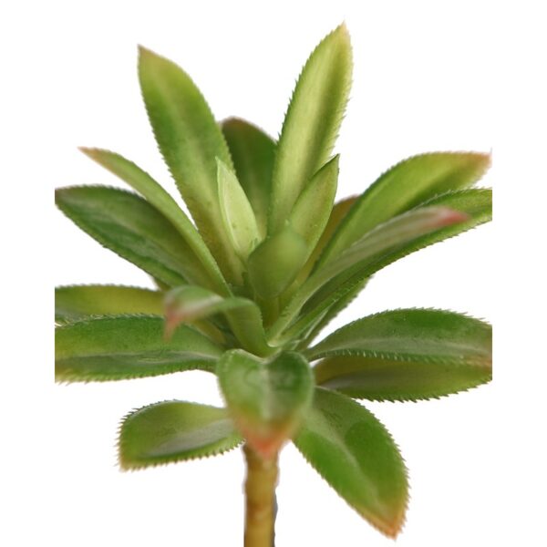 CRASA ECHEVERIA HOOKERI 12CM - Imagen 4