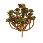 SUCULENTA ECHEVERIA ARTIFICIAL 13CM - Imagen 4