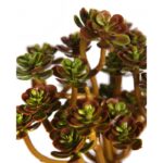 SUCULENTA ECHEVERIA ARTIFICIAL 13CM - Imagen 5