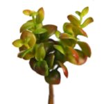 PLANTA SEDUM SUCULENTA ARTIFICIAL 17CM - Imagen 2
