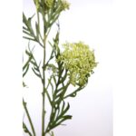 VARA HINOJO ARTIFICIAL 70CM - Imagen 2