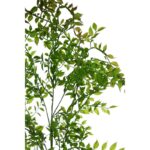 VARA DE EUCALIPTO 100CM - Imagen 2