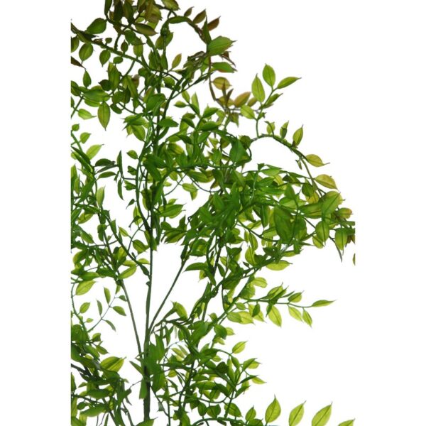 VARA DE EUCALIPTO 100CM - Imagen 2