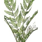 RAMAJE HELECHOSO ARTIFICIAL 90CM - Imagen 2