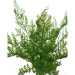 MATA MIMOSA ARTIFICIAL 28CM - Imagen 2