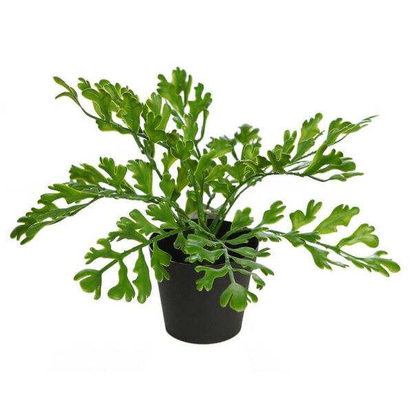 CUERNO DE ARCE EN MACETA 28CM - Imagen 1