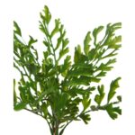 MATA MINI CUERNO DE ARCE ARTIFICIAL 28CM - Imagen 2