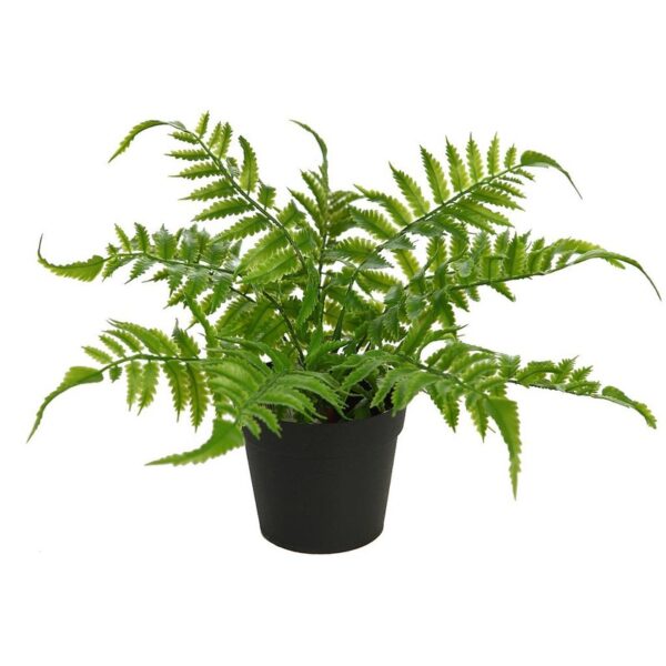 PLANTA DE HELECHO EN MACETA 25CM - Imagen 1